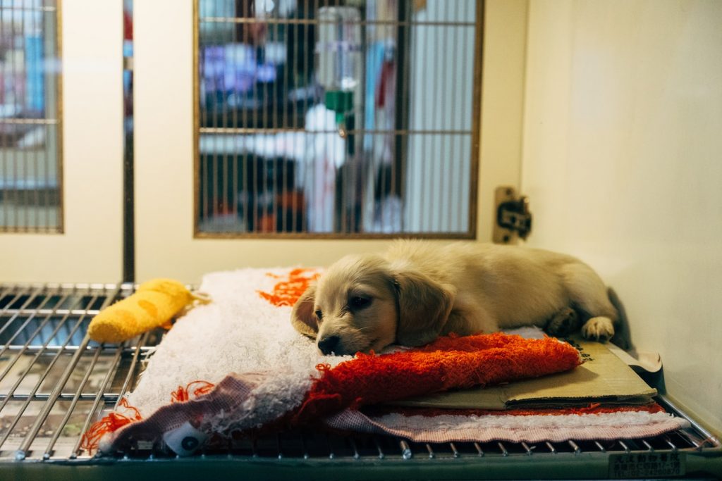 puppy on bed at shelter